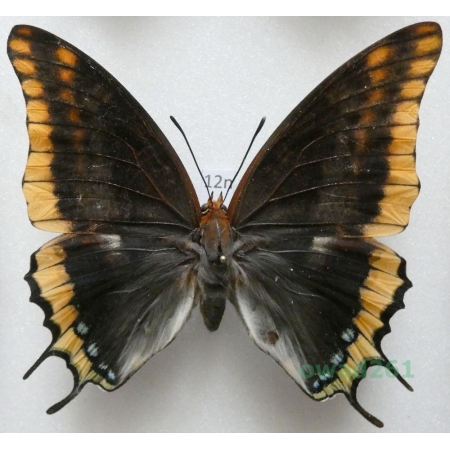 Charaxes jasius (Linnaeus, 1767) female Croatia 77mm12n